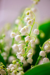 小的白花铃兰的特写照片