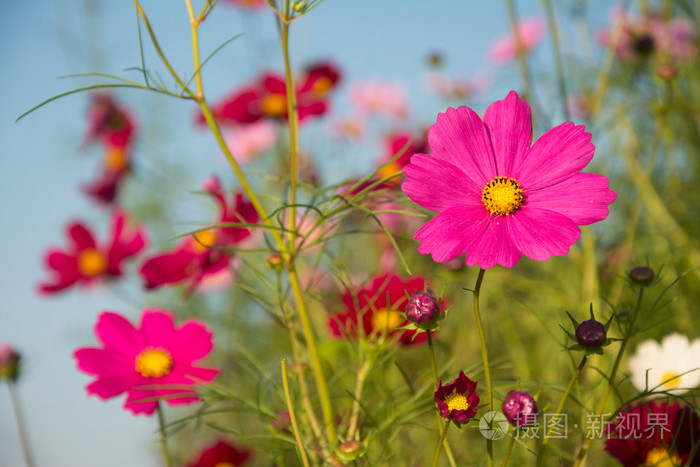 多彩波斯菊花海秋天蓝天的衬托