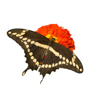 凤蝶 Cresphontes，巨型燕尾蝶饲喂一朵红花的百日草的背视图