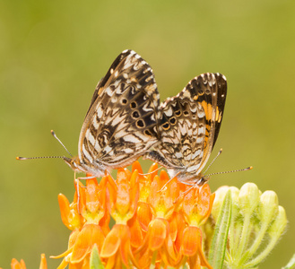 Gorgone 蛱蝶蝴蝶夫妇在 Butterflyweed 花