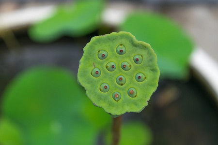 莲花花种子绿颜色