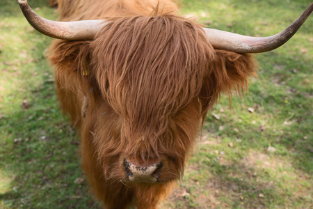 苏格兰高地牛在草地上
