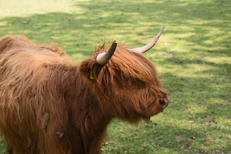苏格兰高地牛在草地上照片
