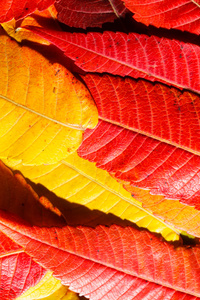 颜色秋天的树叶