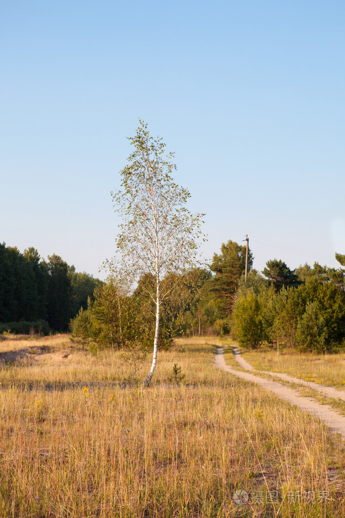 森林里草地上的桦树