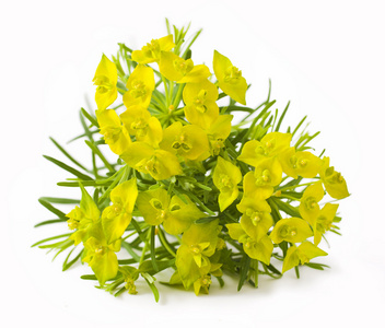 在白色的大戟 cyparissias