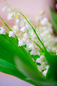 小的白花铃兰的特写照片