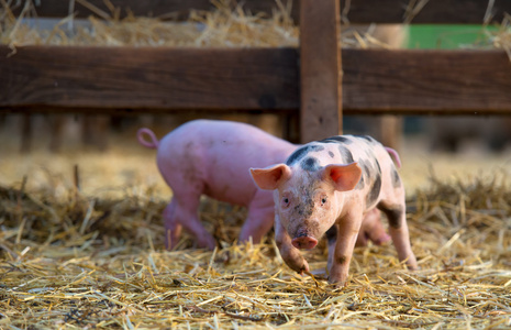 可爱的小猪在农场