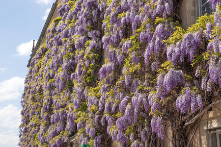 紫藤在花反对石头大厦