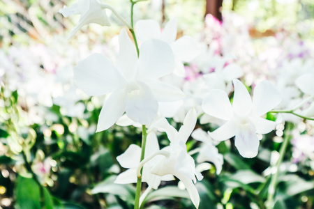 美丽的兰花花