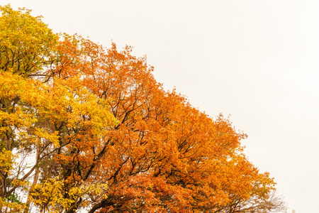 美丽的秋天树木