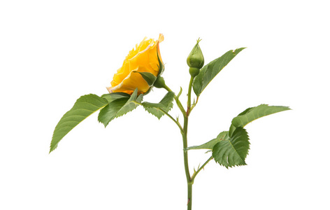 孤立的黄玫瑰