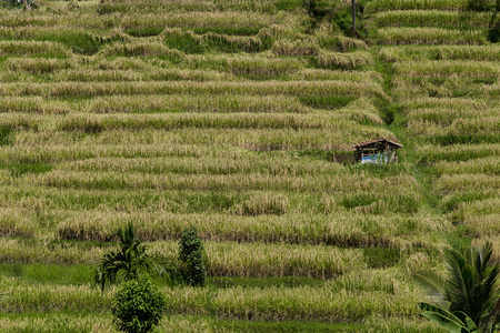 Jatiluwih 稻田在巴厘岛