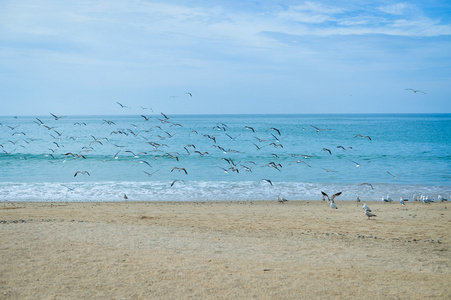 海鸥在黄色的沙滩上图片-海鸥在黄色的沙滩上素材-海鸥在黄色的沙滩上