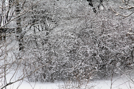 森林覆盖着雪