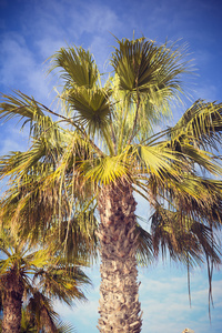 形象的好棕榈树在阳光明媚的蓝天