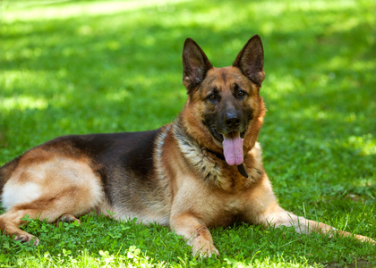 德国牧羊犬躺在公园的草地上