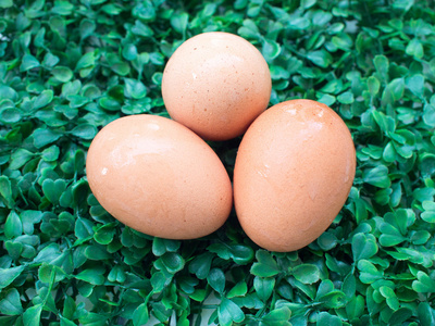 绿草 复活节彩蛋 3 个鸡蛋在绿色草地上的鸡蛋