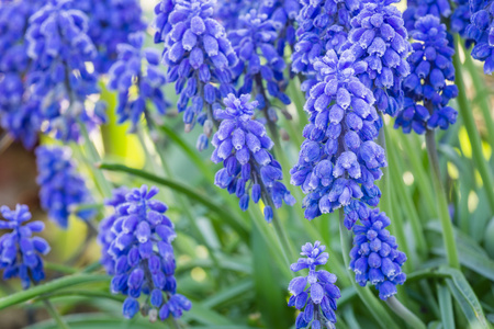 美丽的春天的蓝色小花 muscali