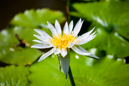 美丽的莲花或睡莲