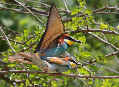 欧洲食蜂鸟，merops apiaster