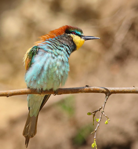 欧洲食蜂鸟，merops apiaster