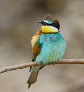 欧洲食蜂鸟，merops apiaster