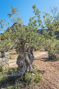 马略卡岛 Valldemossa 地区的百年橄榄树