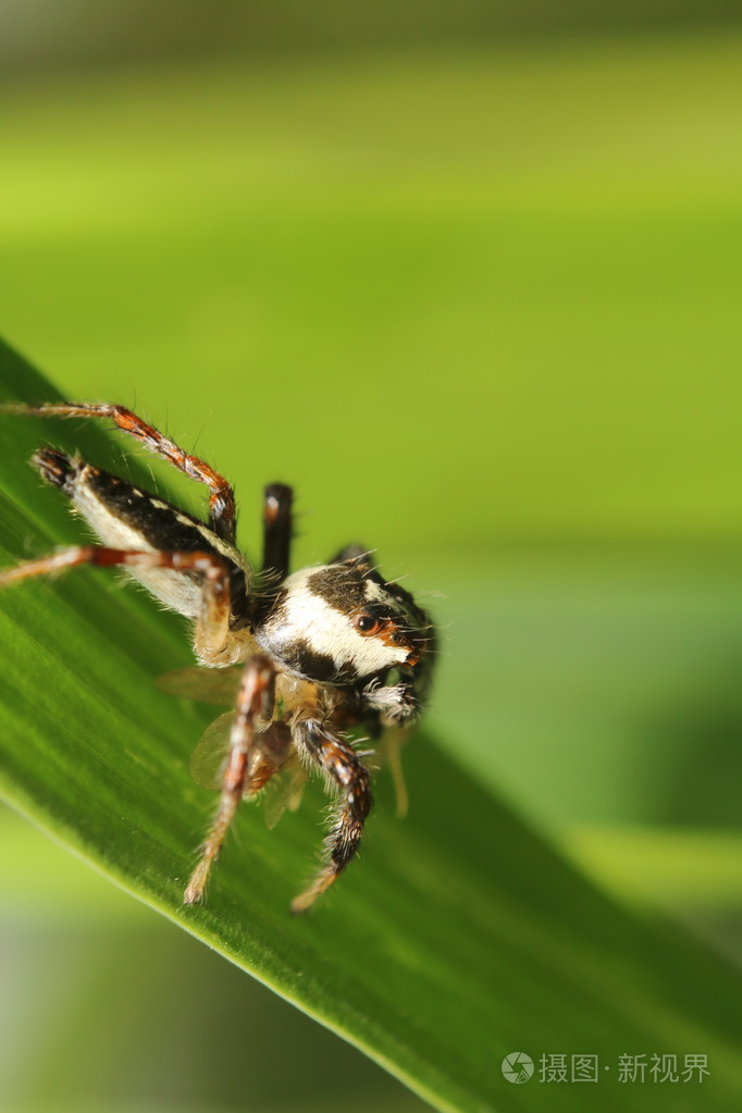 在绿色的花园里的小昆虫
