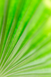 新鲜的绿色棕榈叶为背景的抽象形象