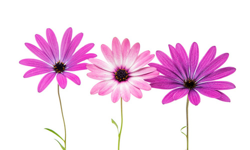 孤立在白色背景上的紫色粉红色的 Osteosperumum 花雏菊