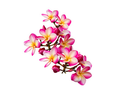 孤立的粉红色花朵束素馨花或鸡蛋花