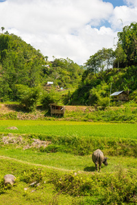 在田园诗般的乡村景观的传统托拉佳村。