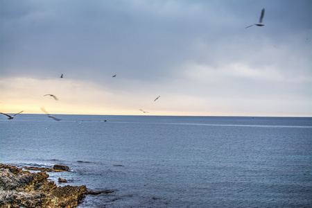 阿尔盖罗海岸线飞过的海鸥