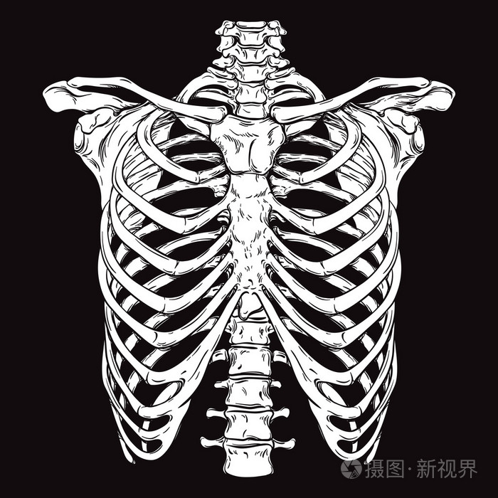 人类的胸腔.白色在黑色背景矢量图