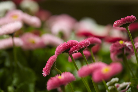 雏菊花场