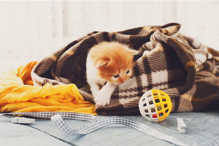 红橙色的刚出生的小猫在格子毛毯