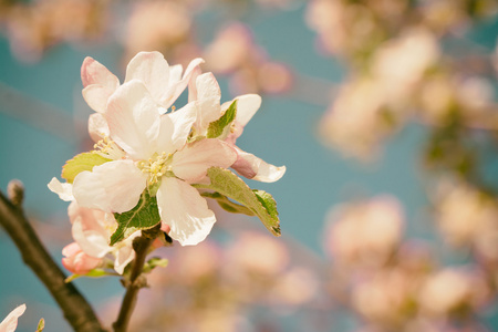 白色和粉红色的苹果花 oin 春季果园里，以一个变暖的筛选器