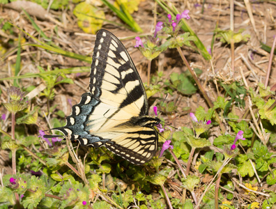 燕尾蝴蝶,凤蝶 machaon东虎凤蝶凤蝶格劳科斯黑色燕尾蝶从地上喝水在