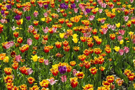 郁金香花和树在春天的背景。荷兰欧洲