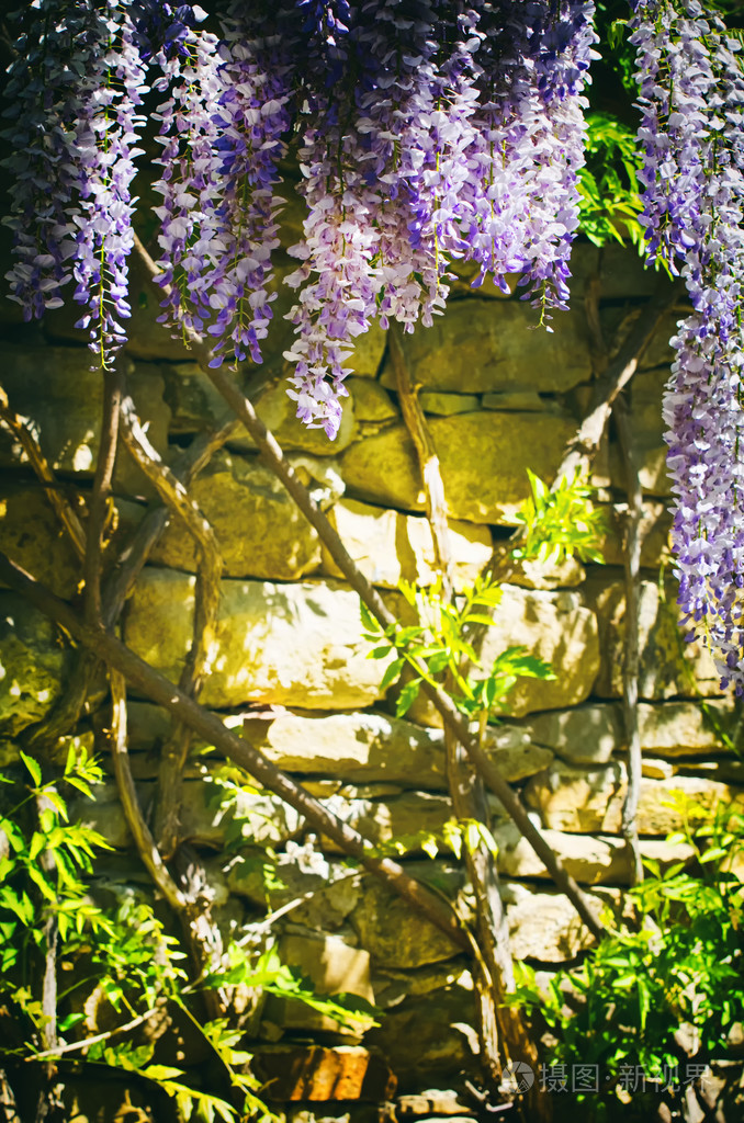 紫藤花在墙上