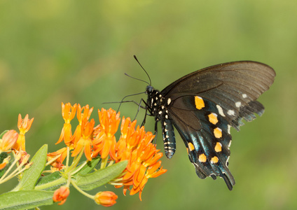 饲喂 Butterflyweed Pipevine 燕尾蝶