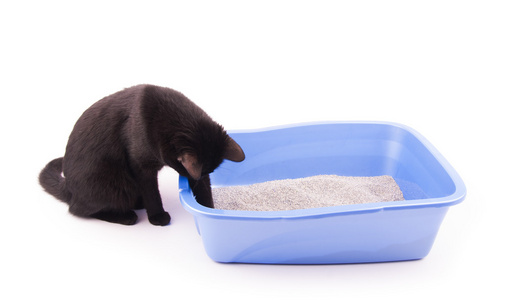 黑猫玩她垃圾箱上白色的沙子