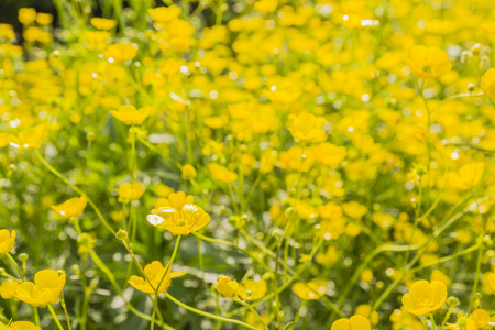 石龙芮 acris 湖黄花