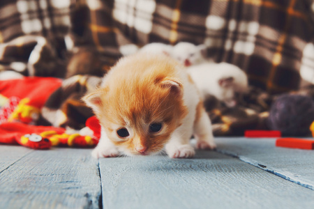 红橙色的刚出生的小猫在格子毛毯