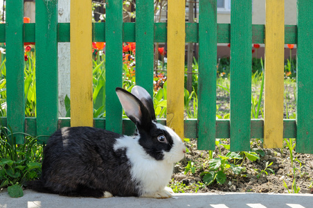 可爱的兔子对背景的黄色绿色栅栏和红色郁金香照片