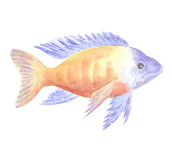 Pseudotropheus 斑马丽鱼科鱼