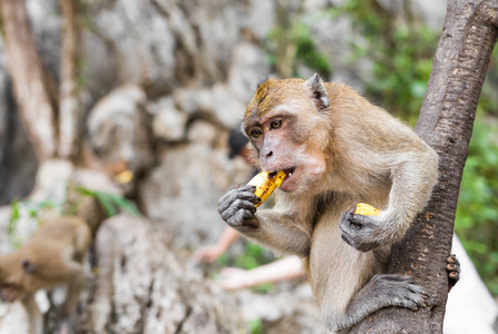 一只猴子吃香蕉
