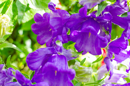 紫色铃铛花
