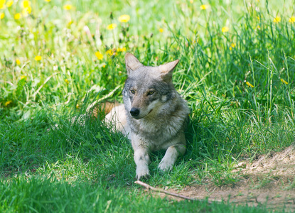 灰色的大灰狼图片